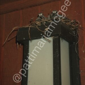 Mother and Father Morning Dove (1)- Fremont, CA