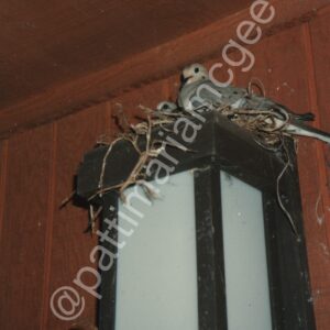 Mother and Father Morning Dove (2)- Fremont, CA