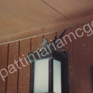 Mother Morning Dove – Fremont, CA